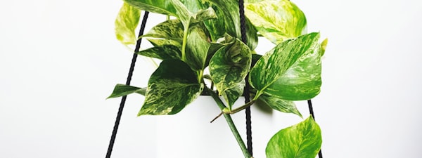 英超联赛焦点战直播 - 曼城对阵阿森纳